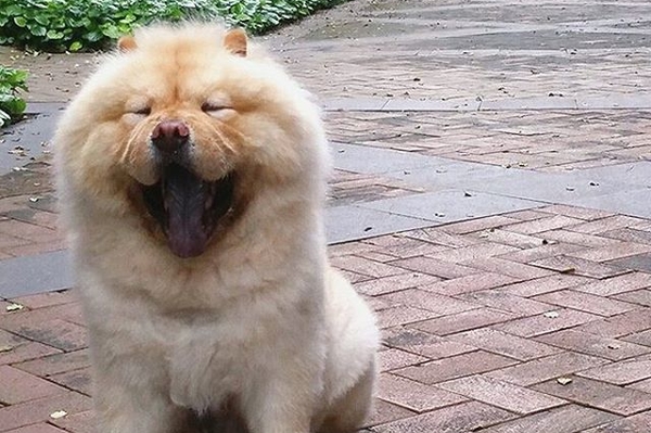 instagram.com/tobypuff