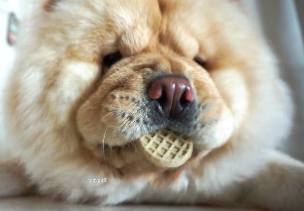 Чау-чау Тобби: самый ленивый сторожевой пес