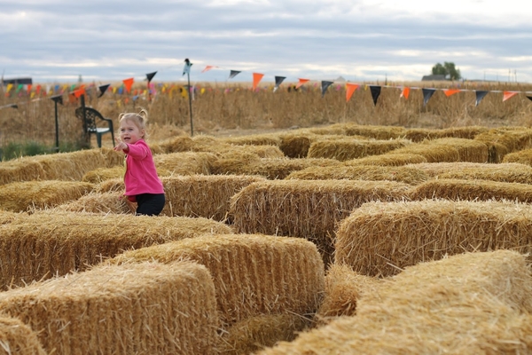 В Киеве откроется агропарк для детей с уникальным лабиринтом