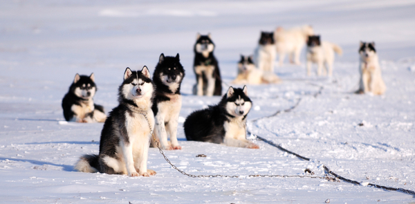 Семь лучших туристических точек для любителей животных