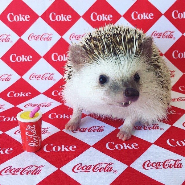 Instagram-герой дня: ежик-вампир