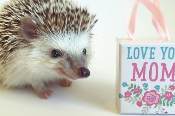 instagram.com/huffthehedgehog