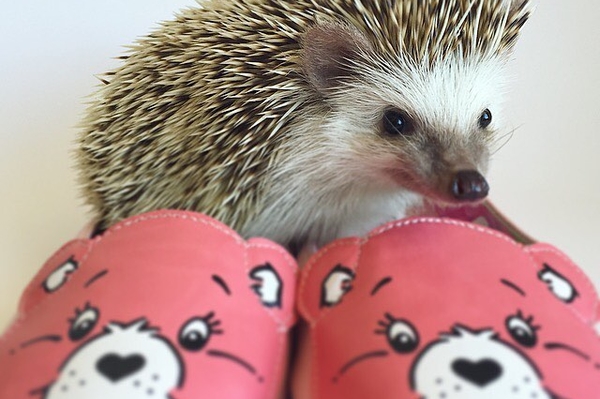 instagram.com/huffthehedgehog