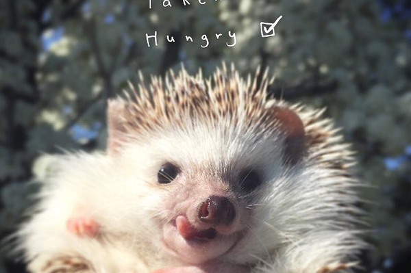 instagram.com/huffthehedgehog