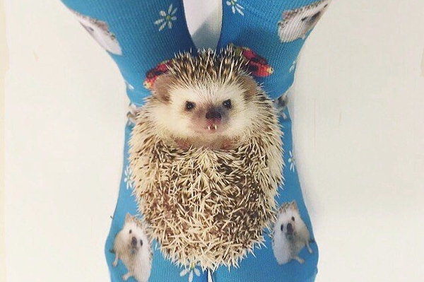 instagram.com/huffthehedgehog