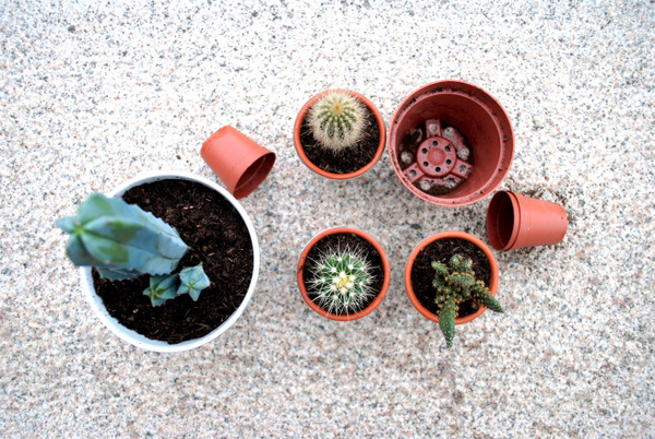 Как не "убить" растение при пересадке?