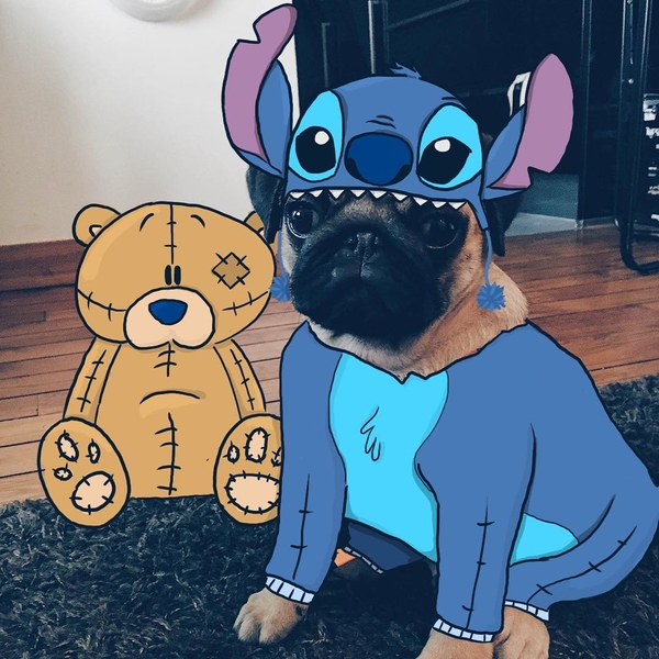 Instagram-герой дня: мопс дизайнера