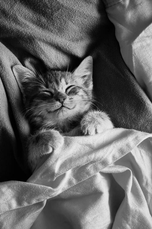 Массаж мягкими лапками: видео о котах стало хитом Facebook