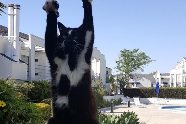 instagram.com/goalkitty/