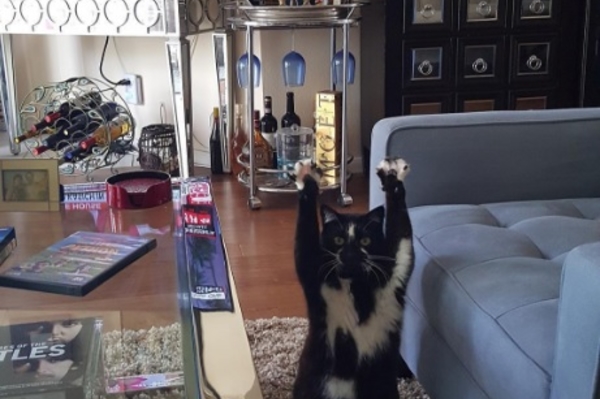 instagram.com/goalkitty/