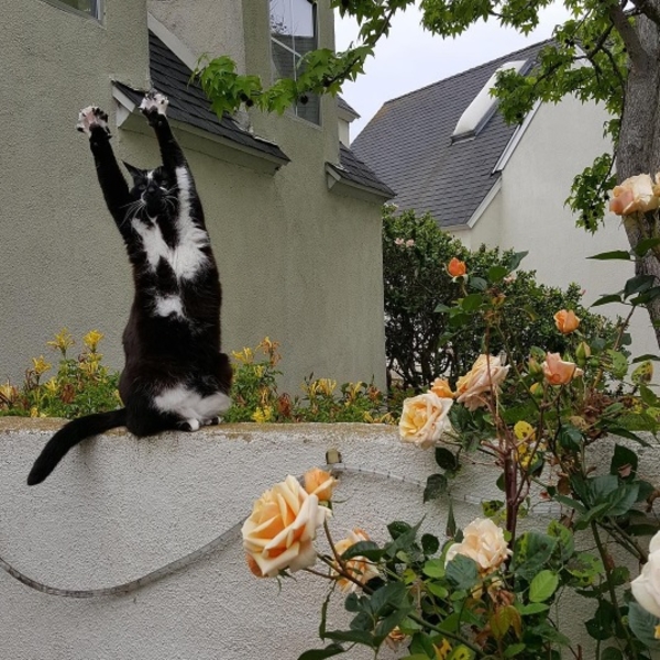 Лапы вверх: кошка Кис покорила соцсети странной привычкой