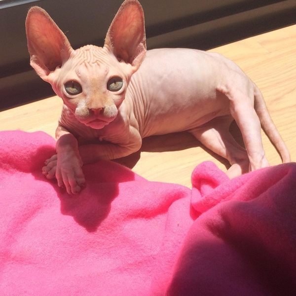 Десять причин полюбить сфинксов