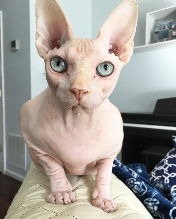 Десять причин полюбить сфинксов