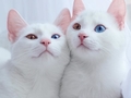 Кото-близняшки с разными глазами влюбили в себя пользователей Сети