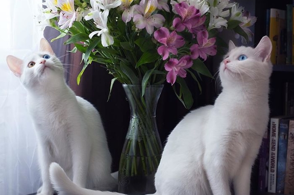 instagram.com/sis.twins/