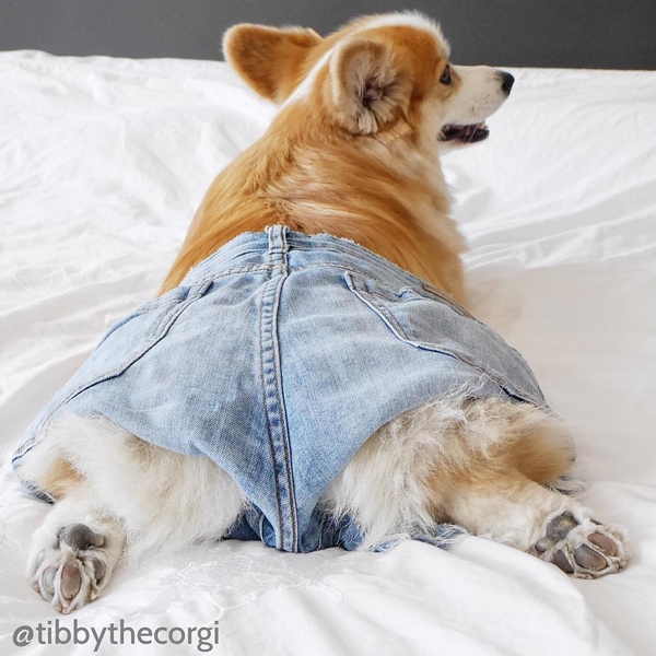 Instagram-герой дня: корги Тибби