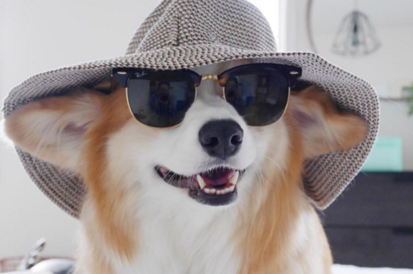 instagram.com/tibbythecorgi