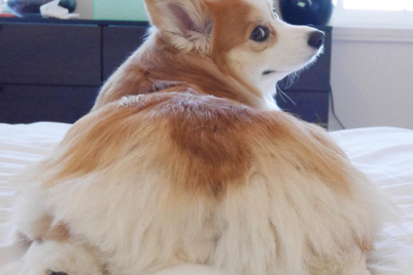 instagram.com/tibbythecorgi