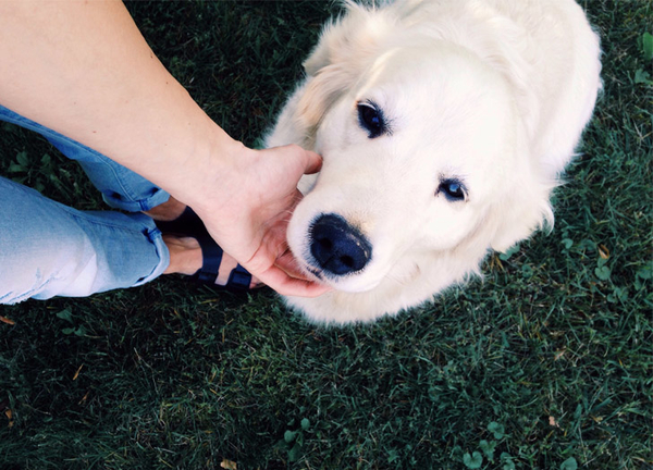 Шесть научных причин, почему стоит завести собаку