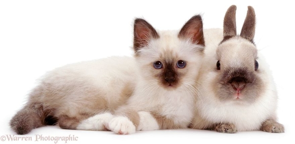 Природа шутит: фото одинаковых животных, не связанных родством