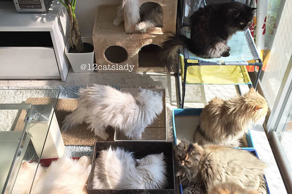 instagram.com/12catslady