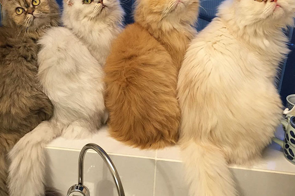 instagram.com/12catslady