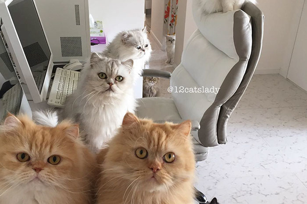 instagram.com/12catslady