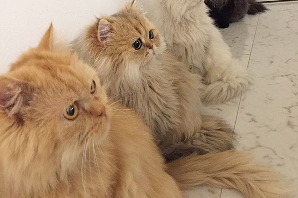 instagram.com/12catslady