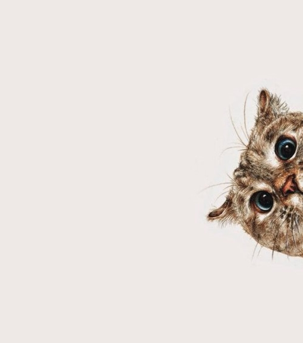 Видео спасения котенка с высотки облетело весь мир