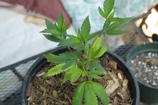 Пресс-служба НЛО TV