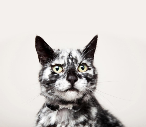 19-летний кот стал звездой интернета благодаря интересному окрасу