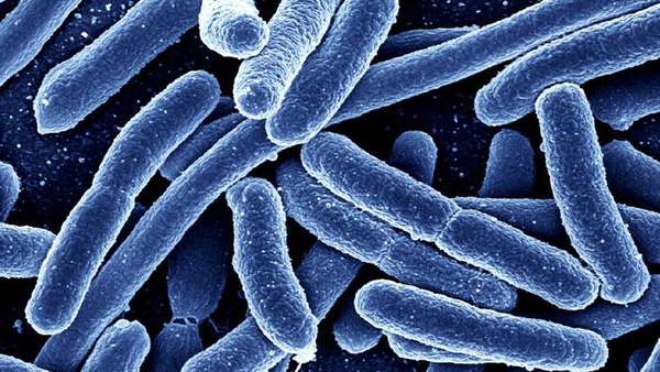 Названы самые опасные для человека бактерии