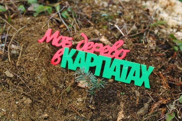 Как отдать дань природе за ее блага: посади свое дерево в Карпатах