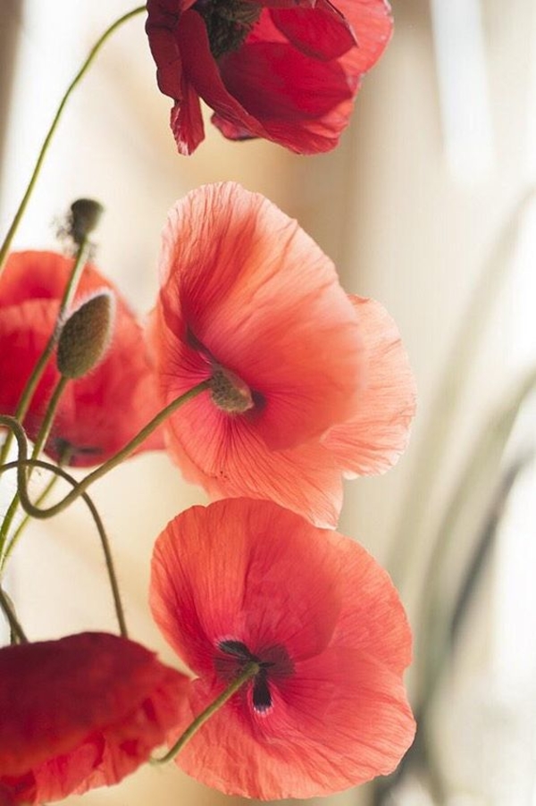 Небанальные открытки на 9 мая