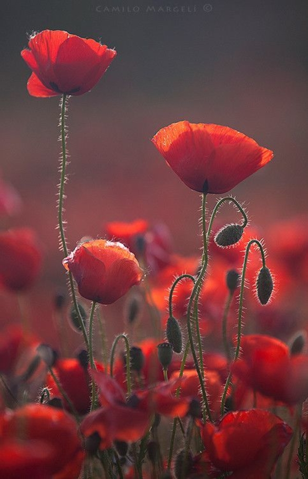 Небанальные открытки на 9 мая