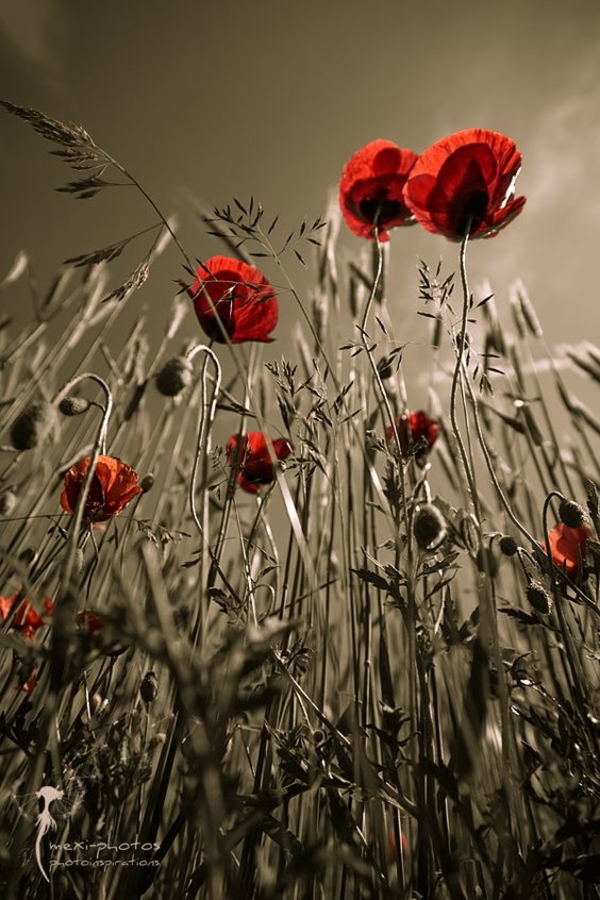 Небанальные открытки на 9 мая