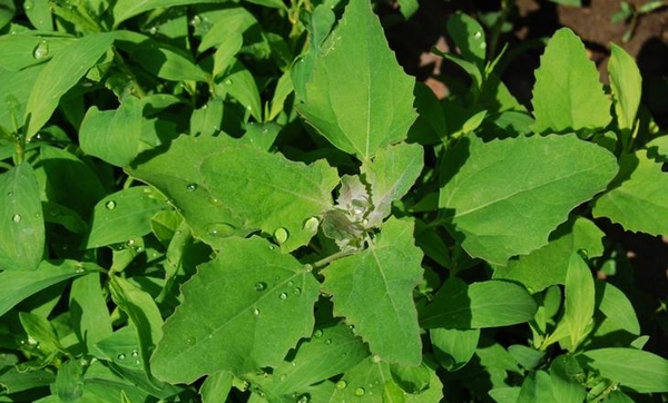 4 вида полезной зелени, которую мы привыкли считать сорняками