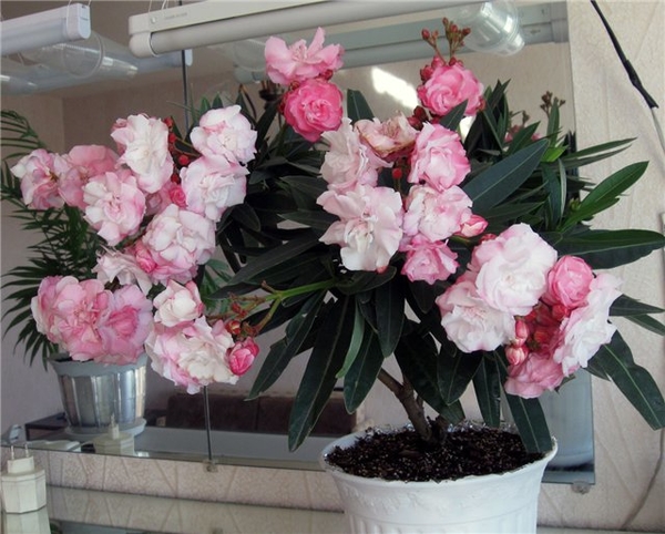 5 комнатных растений, опасных для здоровья ребенка