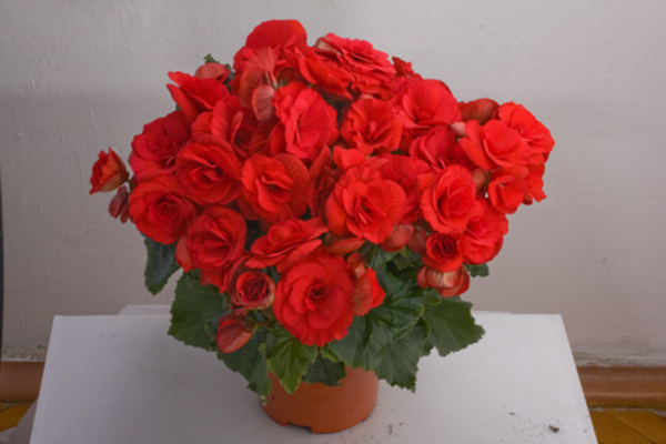 5 комнатных растений, опасных для здоровья ребенка