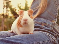 ТОП-5 маленьких домашних животных для ребенка