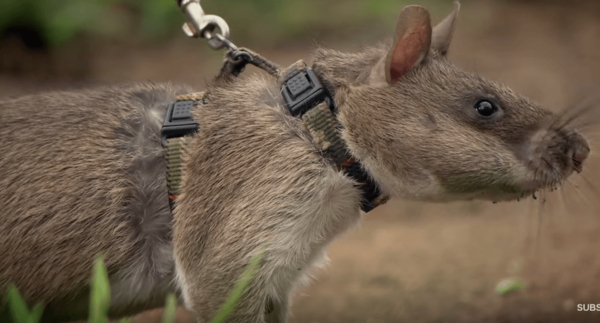 Сеть восхитила гигантская крыса, которая отвела хозяйку к своему детенышу