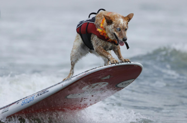 В Калифорнии провели чемпионат по серфингу среди собак