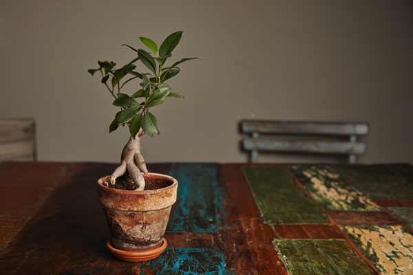 ТОП-8 самых подходящих растений для разных комнат