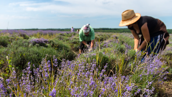 Вечная красота: beauty-бранч компании Weleda