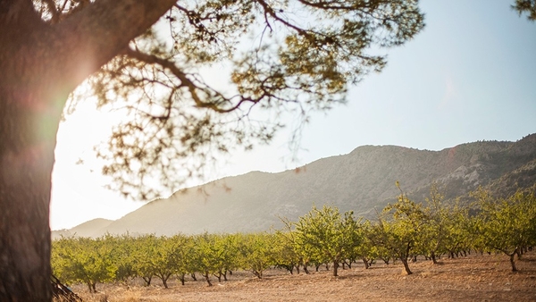Вечная красота: beauty-бранч компании Weleda