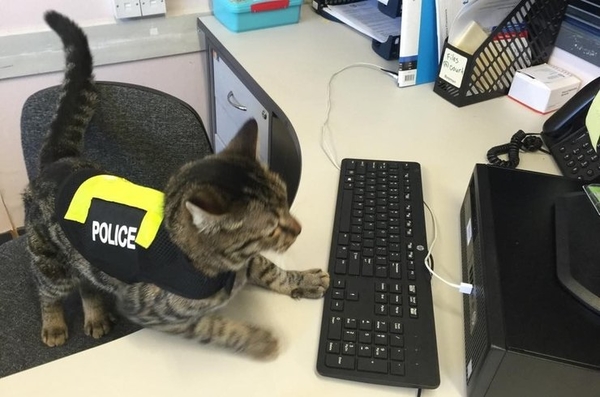 В Новой Зеландии на службу в полицию взяли кошку