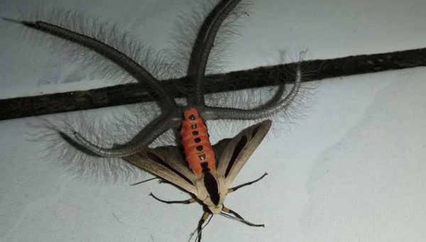 Пришелец из Индонезии: Сеть шокировало видео с ужасным насекомым