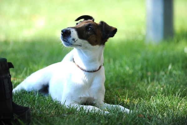 В Сети появился украинский тизер фильма "Фокстер & Макс"