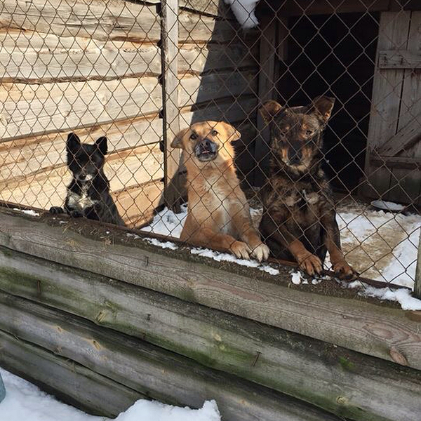 Телеведущая Светлана Катренко: "Люди, которые заботятся о животных - не сумасшедшие"