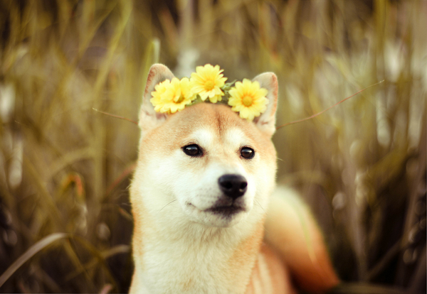 Когда снег растает: Чем опасны весенние прогулки с домашними питомцами